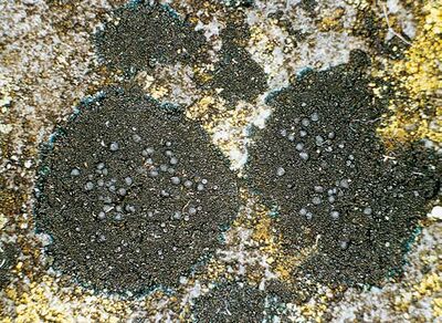 Op een steen groeien zwarte vlekken mos met daarin lichtgekleurde puntjes.