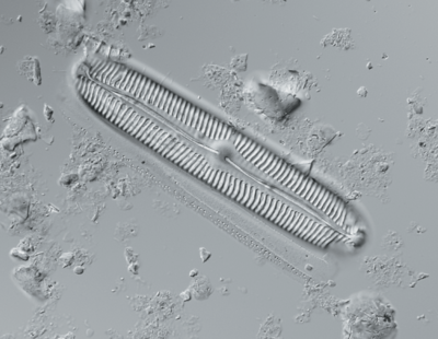 Pinnularia viridiformis (1000x) - foto G. Verweij