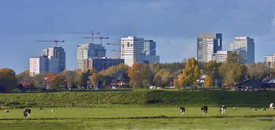 Skyline van de Zuidas in Amsterdam. In de voorgrond grazende koeien in een weiland.