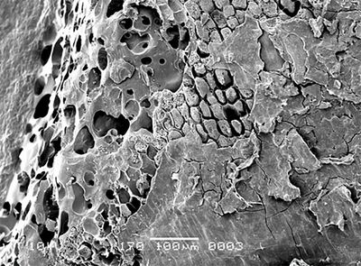 SEM-beeld van een deeltje van een graankorrel met één cellaag dikke aleuronlaag (eiwitrijk weefsel in graankorrel en zetmeelrijke vulling.