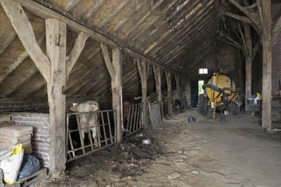 Foto van het interieur van een oude stal met een koe