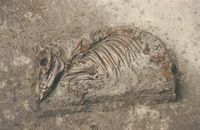 img-thumbnail alt=Een bruin skelet van een varken ligt in het zand.
