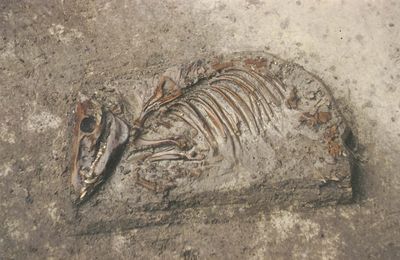 Een bruin skelet van een varken ligt in het zand.