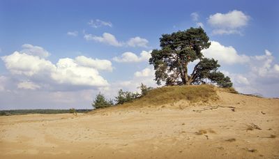 Kootwijkerzand. Veel zand met in het midden een hoger gelegen stuk grond waarop een paar bomen staan.