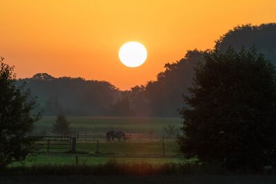 Oranje lucht van opkomende zon met in de voorgrond een wei waarin een grazend paard staat. Eromheen staan bomenrijen.