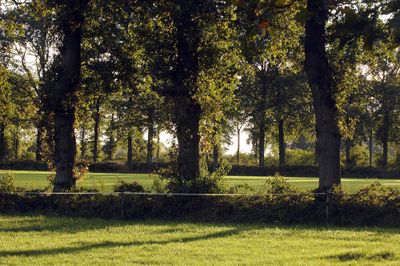 Houtwallen bij Lemele. Te zien is een grasveld met in het midden een verhoging waar drie bomen achter staan.