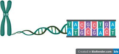 Celkern chromosoom en DNA-bouwstenen - afbeelding Eveline Altena