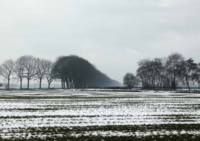 Foto van veld met sneeuw en eindeloze bomenrijen.