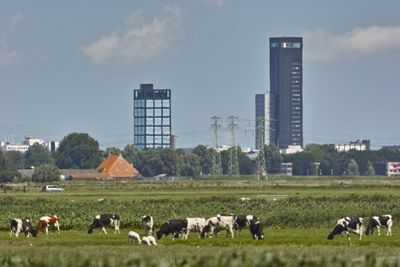 Skyline van Leeuwarden met in de voorgrond een weiland met grazende koeien.