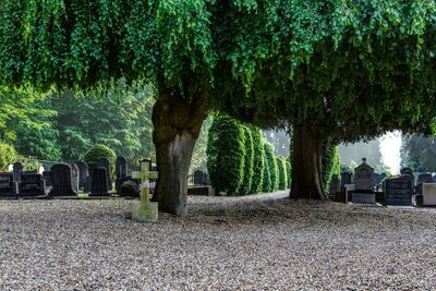 Een begraafplaats met in het midden van de afbeelding een grote boom. Op de achtergrond staan nette struiken en grafstenen.