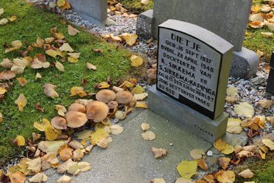 Rondom een grafmonument groeien bruine paddenstoelen. Op het graf liggen herfstbladeren.