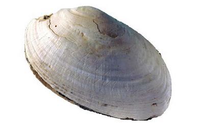 Afbeelding van een schelp uit Java, meegenomen door Dubois uit Java.