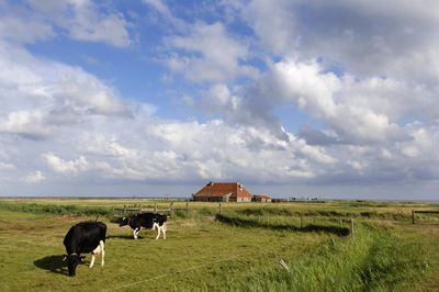 Kwelderboerderij op Terschelling. In de voorgrond twee grazende koeien.