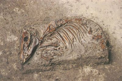 De resten van een varken uit de dertiende eeuw, aangetroffen in een opgraving in Hoogwoud.