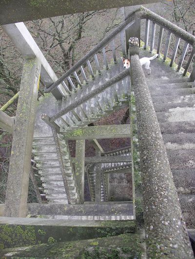 Betonnen trap van bovenaf gefotografeerd. Op de trap staat een hondje.