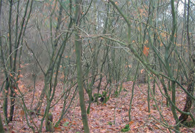 Foto van een (voormalig?) hakhoutbos op de Veluwe.