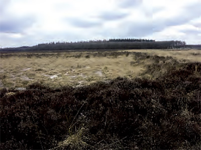 Met heide begroeide zandwallen die duidelijk de celtic fields laten zien. Ver in de achtergrond staan bomen.