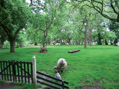 Foto van boerenboomgaard in de Schermer, Noord-Holland, met fruitbomen en schapen.