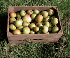 Een foto van een kist met Hoogstamfruit appels.