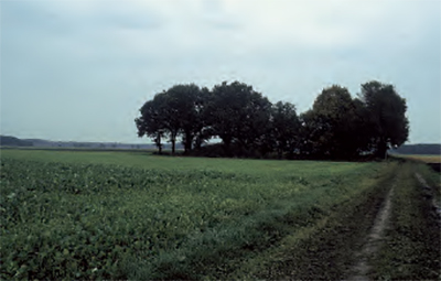 Foto van een grafheuvel in een weiland. Hij is te herkennen aan de bomen die erop staan.