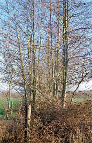Twee rijen bomen achter een hek. Aan de voet staan struiken.