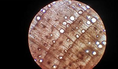 Microscoopopname van de kopse kant van essenhout Foto: BIAX Consult, Silke Lange.