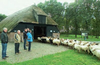 Aan de linkerkant is een schaapskooi te zien waar een kudde schapen net naar binnen wordt geloodst. Ernaast staan toeristen te kijken naar het spektakel.