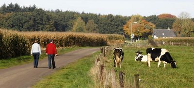 Noord Esweg. Links een weg met daarop twee wandelaars. Rechts een weiland met grazende koeien.