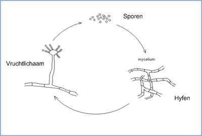 schematische weergave van de ontwikkeling van schimmels: Vruchtlichaam -> Sporen -> Hyfen