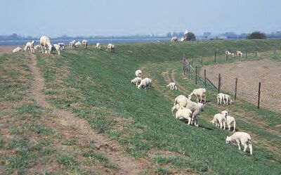 De omringdijk in west-Friesland. Op de dijk staan schapen met hun lammetjes van het gras te eten.