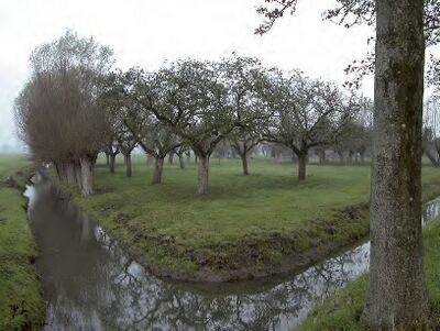 Karakteristieke boomgaard in het Utrechtse veenweidegebied.