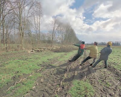 Drie boeren die een houtsingel uitdunnen: ze trekken alle drie aan een touw om de bomen naar beneden te halen.