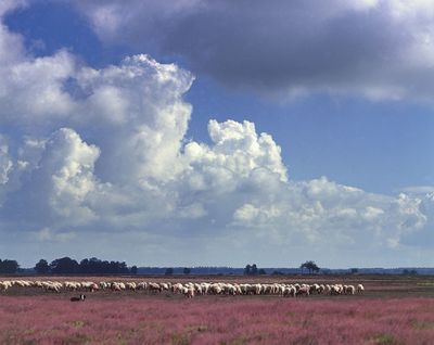 Dwingeloose Heide met schapen en wolken aan de lucht.
