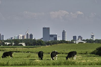 Skyline van Rotterdam. In de voorgrond grazende koeien in een weiland.
