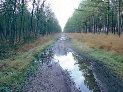 Weg die door regen modderig is geworden middenin een bos.