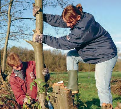 Twee vrijwilligers hangen aan een tak van een boom. Ze zijn bezig met het onderhoud van een houtwal.