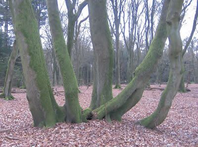 Foto van een hakhoustoof op de Veluwe, in de buurt van Drie met een boom met een reeks uitlopers.