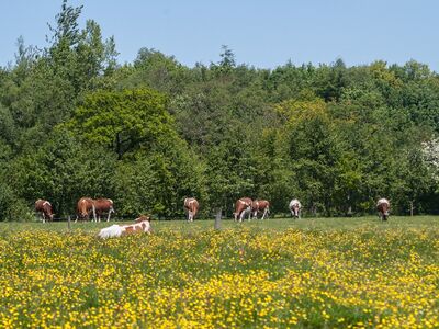 Fries rood bonte koeien die staan de grazen in de Friese Wouden. Achter hun staan hoge bomen en struiken en in de voorgrond is gras met gele bloemetjes te zien.