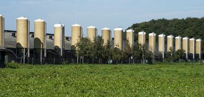 Veehouderij bij Scherpenzeel. Te zien zijn boerderij silo’s met daarachter stallen.