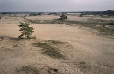Foto van een grote zandverstuiving met verspreid staande bomen