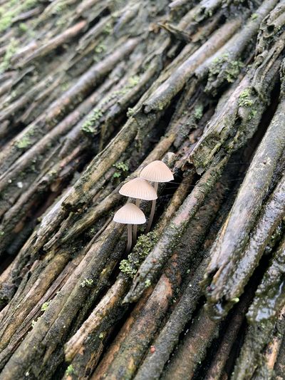 op een bos riet groeien kleine paddenstoelen.
