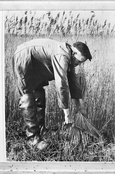 zwart-wit foto van een rietsnijder.