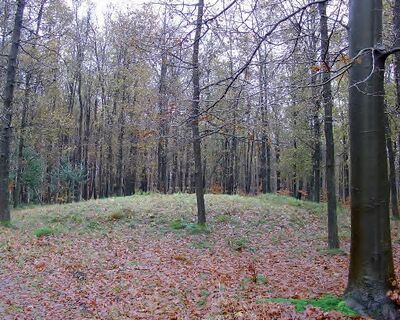 Grafheuvel op de Veluwe. Het land loopt een beetje omhoog. Bovenop de grafheuvel staan bomen. De grond is bezaaid met bruine bladeren.